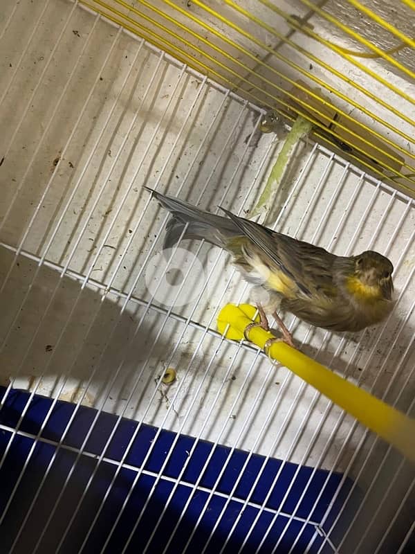 ٥ جواز كنارات اجنبيه (٢ باريسيان، ٢ باديفون و ٦ يوركشاير) عمر سنه 4