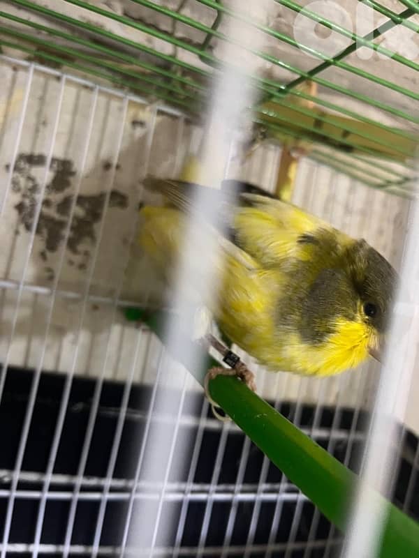 ٥ جواز كنارات اجنبيه (٢ باريسيان، ٢ باديفون و ٦ يوركشاير) عمر سنه 5