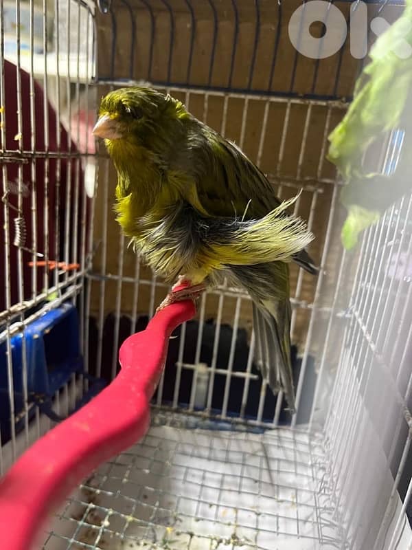 ٥ جواز كنارات اجنبيه (٢ باريسيان، ٢ باديفون و ٦ يوركشاير) عمر سنه 8