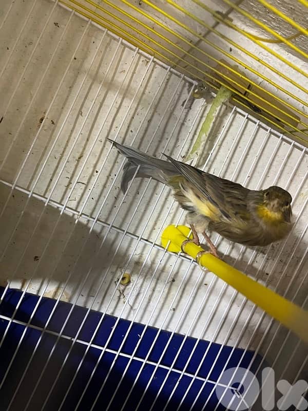 ٥ جواز كنارات اجنبيه (٢ باريسيان، ٢ باديفون و ٦ يوركشاير) عمر سنه 9