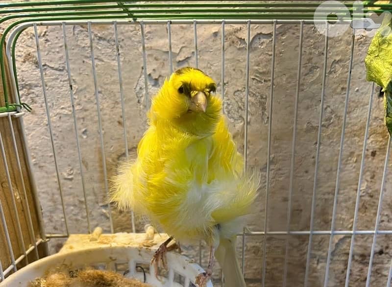 ٥ جواز كنارات اجنبيه (٢ باريسيان، ٢ باديفون و ٦ يوركشاير) عمر سنه 10