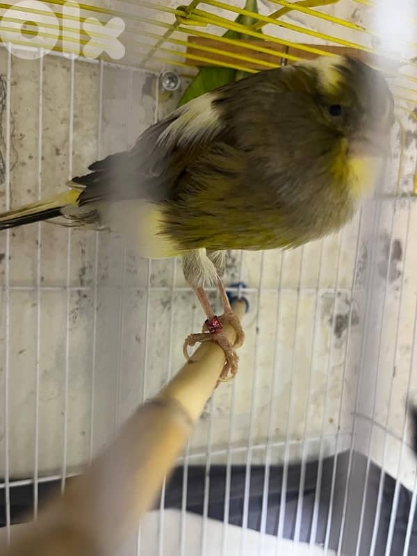 ٥ جواز كنارات اجنبيه (٢ باريسيان، ٢ باديفون و ٦ يوركشاير) عمر سنه 12