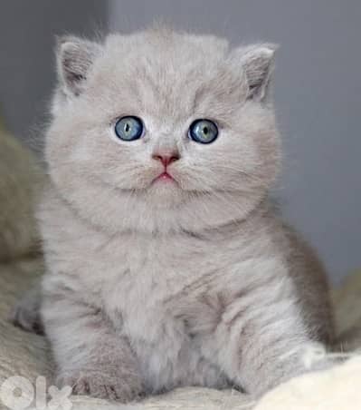 scottish blue 70485808