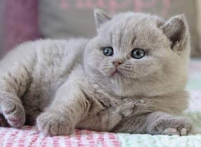 scottish lilac 70485808