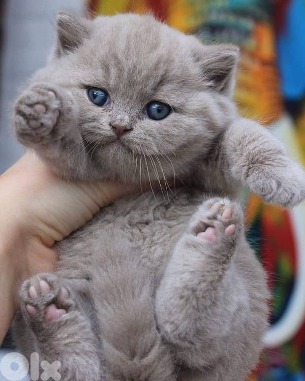 scottish lilac 70485808 1