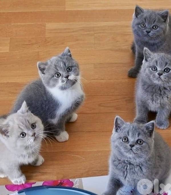 scottish lilac 70485808 2