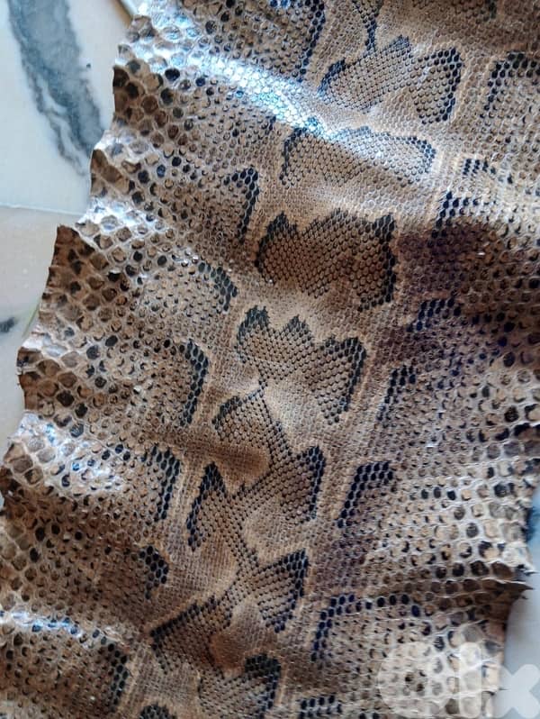 جلد حية افريقي 2