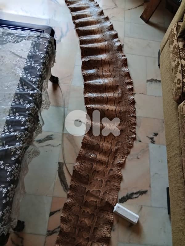 جلد حية افريقي 3