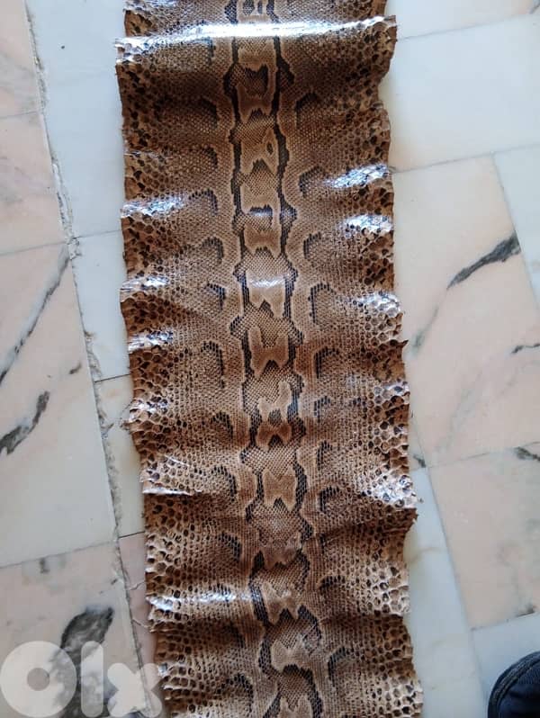 جلد حية افريقي 4