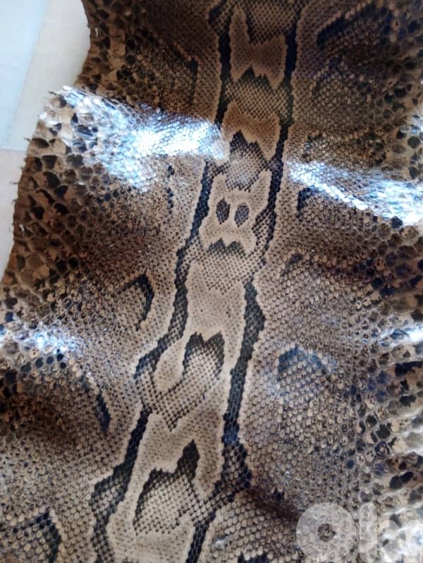 جلد حية افريقي 5