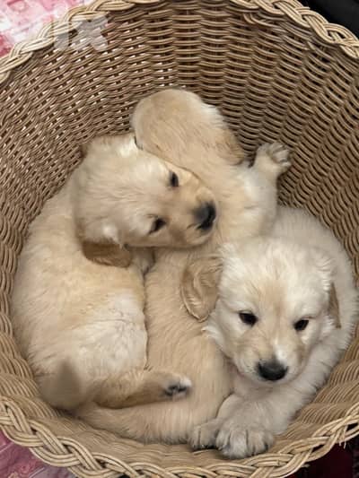 golden puppys pure