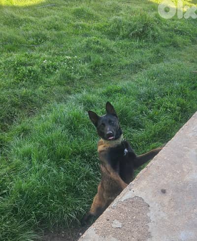 كلب مالينوا