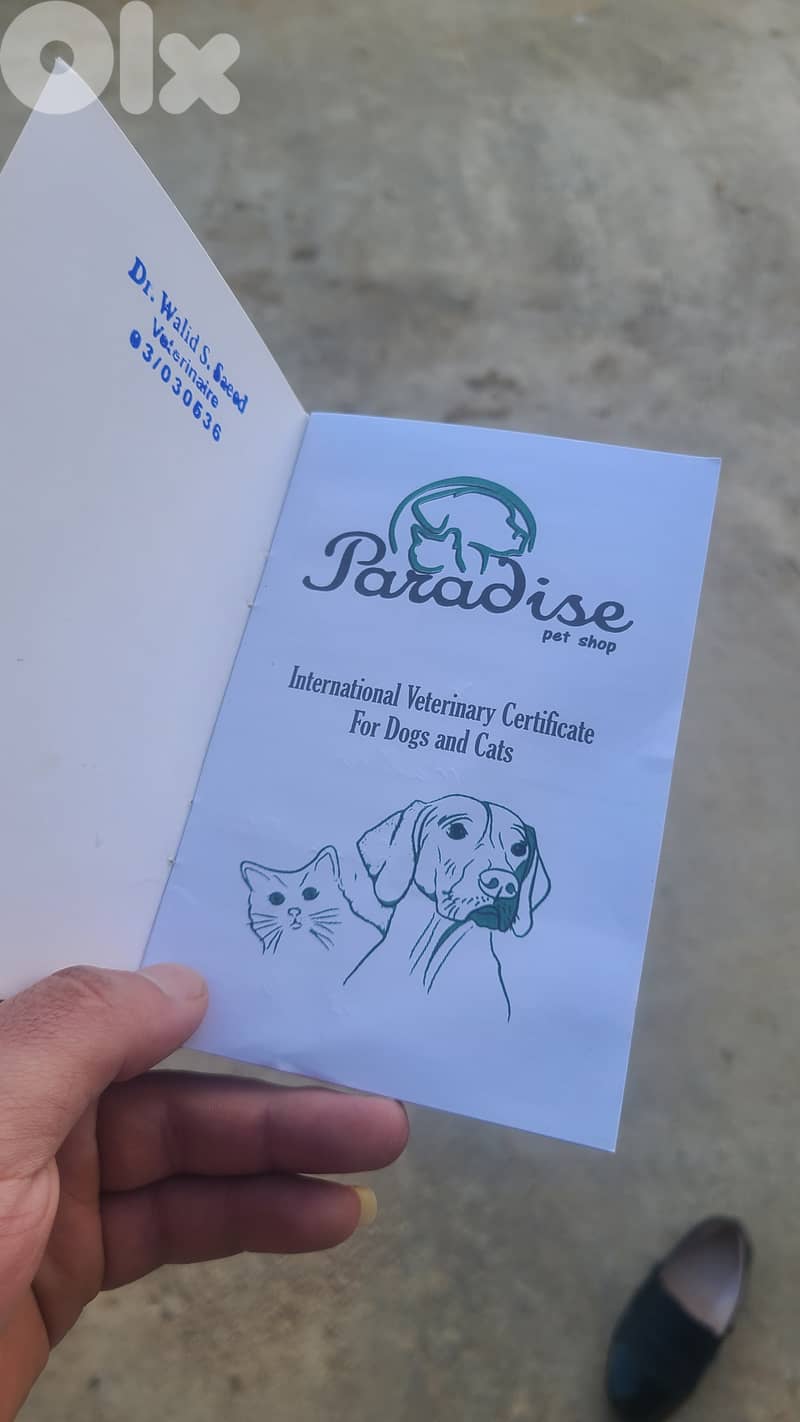 كلب مالينوا 1