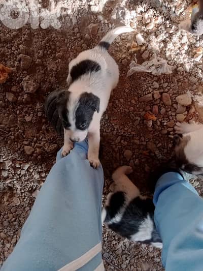 كلاب صغيرة عمر اسبوعين عدد 6  سعر الكل 200دولار