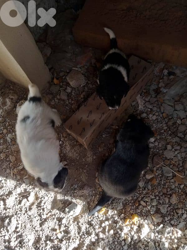 كلاب صغيرة عمر اسبوعين عدد 6  سعر الكل 200دولار 1