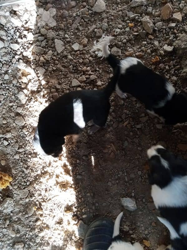 كلاب صغيرة عمر اسبوعين عدد 6  سعر الكل 200دولار 3