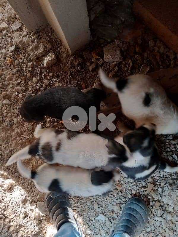 كلاب صغيرة عمر اسبوعين عدد 6  سعر الكل 200دولار 4