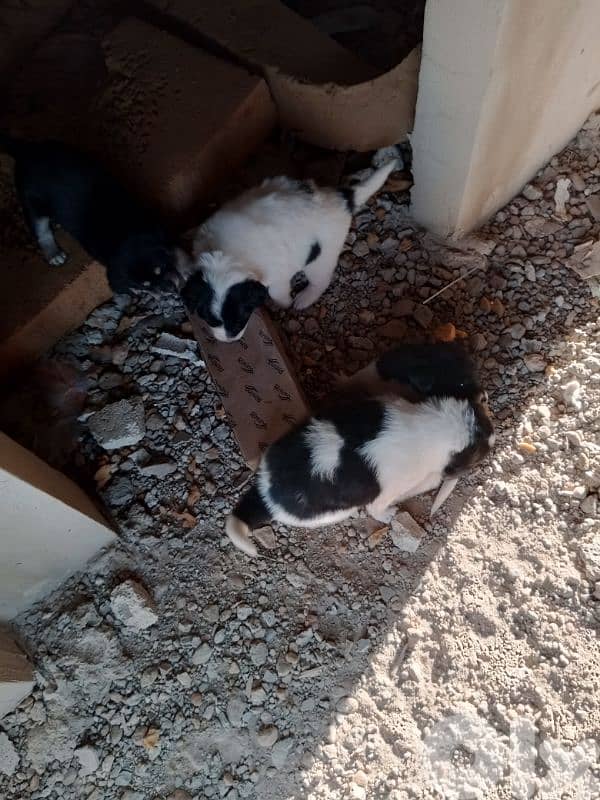 كلاب صغيرة عمر اسبوعين عدد 6  سعر الكل 200دولار 5