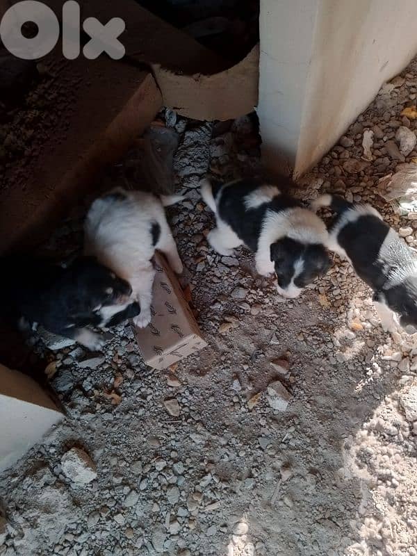 كلاب صغيرة عمر اسبوعين عدد 6  سعر الكل 200دولار 6