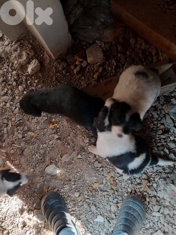 كلاب صغيرة عمر اسبوعين عدد 6  سعر الكل 200دولار 7