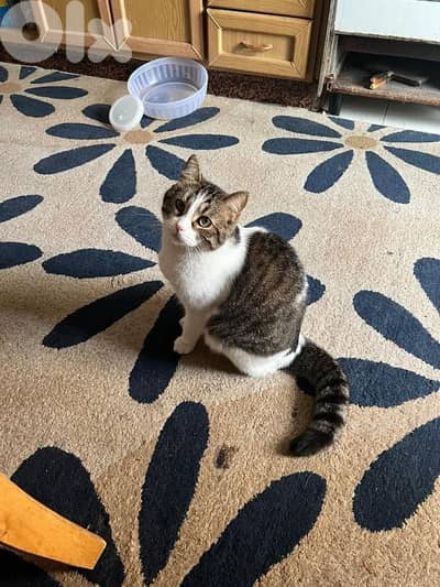 قط للتبني بداعي السفر