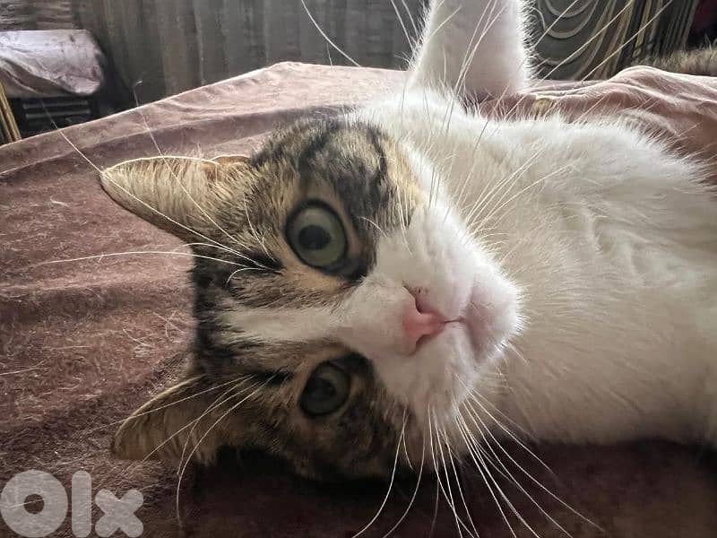 قط مخصي للتبني بداعي السفر 1