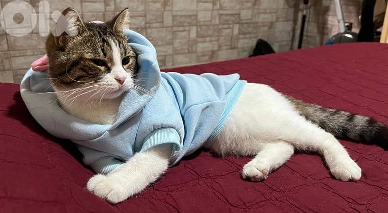 قط مخصي للتبني بداعي السفر 2