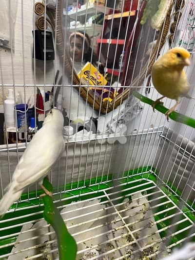 جوز كنارات بلدي دكر ابيض و انثى صفرا جاهزين