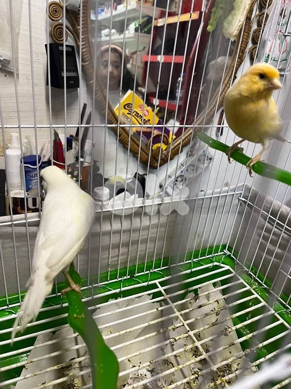 جوز كنارات بلدي دكر ابيض و انثى صفرا جاهزين 1