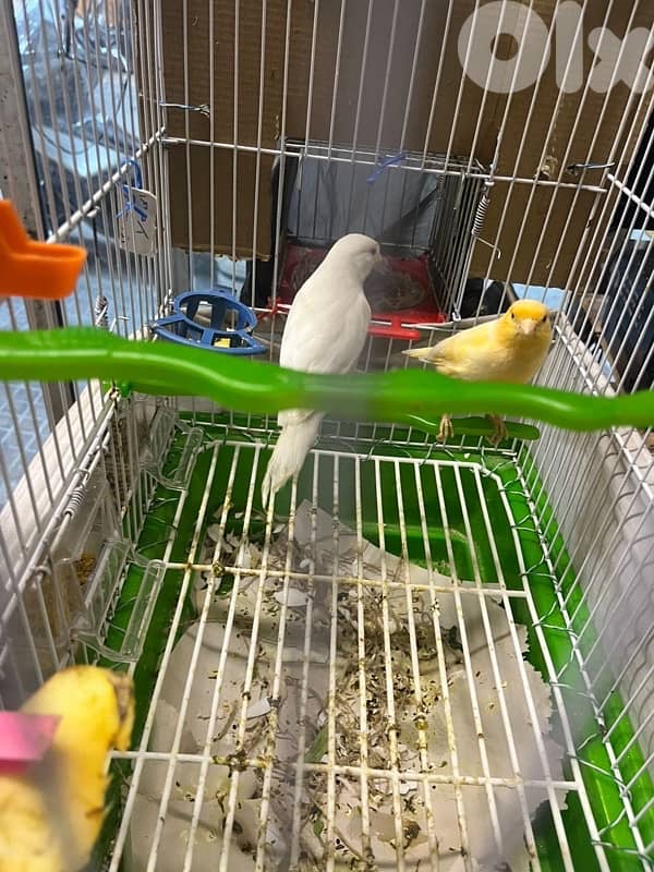 جوز كنارات بلدي دكر ابيض و انثى صفرا جاهزين 2