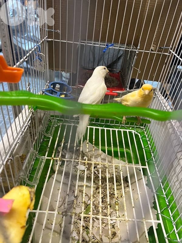 جوز كنارات بلدي دكر ابيض و انثى صفرا جاهزين 3