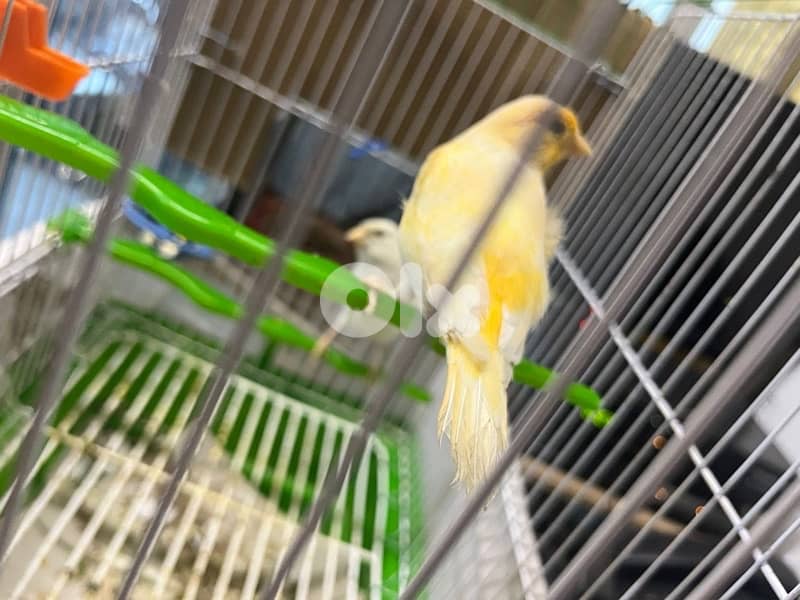 جوز كنارات بلدي دكر ابيض و انثى صفرا جاهزين 4