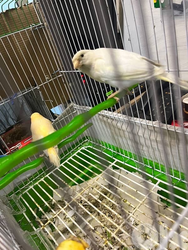 جوز كنارات بلدي دكر ابيض و انثى صفرا جاهزين 5