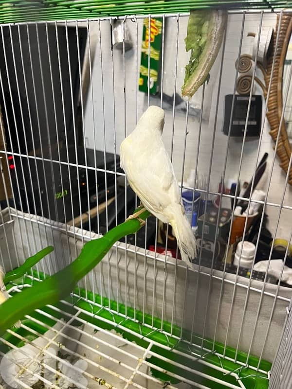 جوز كنارات بلدي دكر ابيض و انثى صفرا جاهزين 6