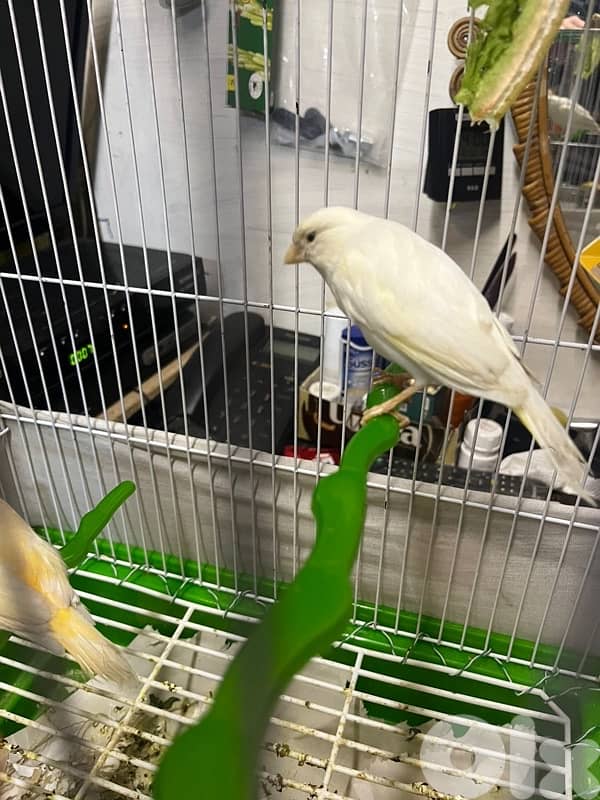 جوز كنارات بلدي دكر ابيض و انثى صفرا جاهزين 7