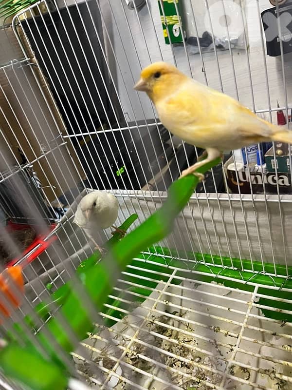 جوز كنارات بلدي دكر ابيض و انثى صفرا جاهزين 8