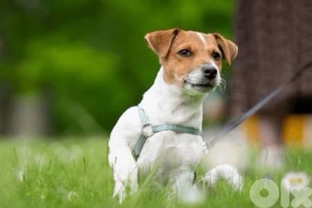 jack russell