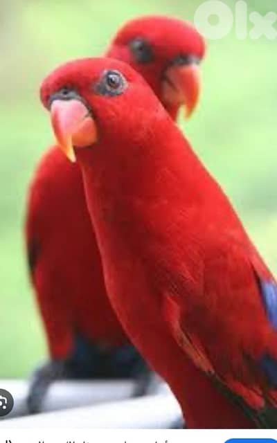 red lory