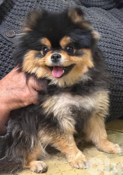 للجاديين فقط