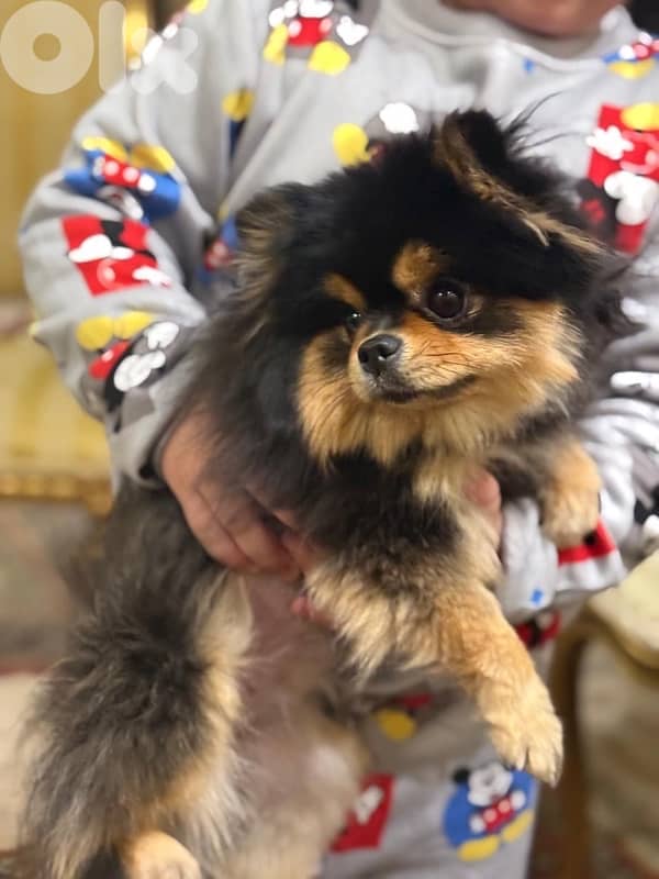 للجاديين فقط 1