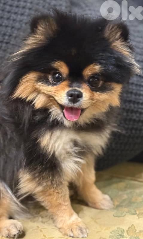 للجاديين فقط 3