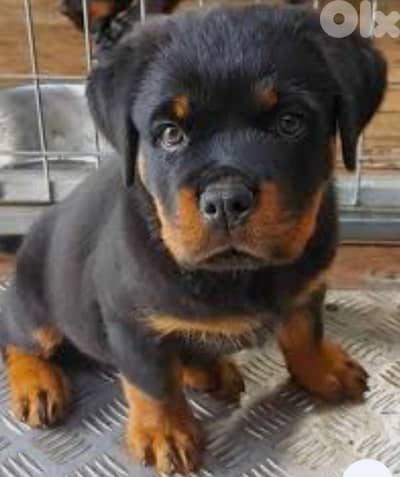 rottweiler