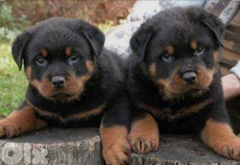 rottweiler 1