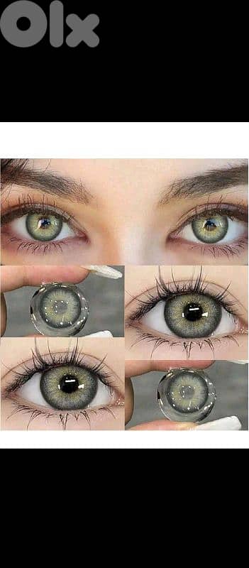 لانسس رمادي