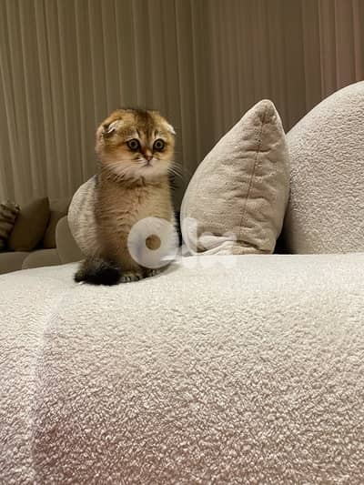 golden chinchilla scottish fold