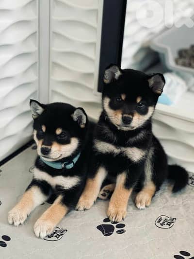 Shiba Inu Puppies In Store| Dog كلاب| delivery