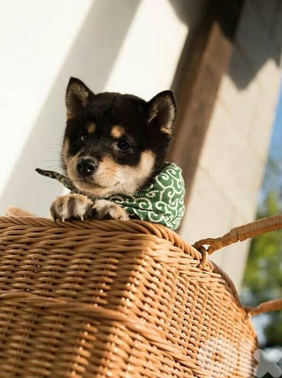 Unique Shiba Inu Puppies| dog كلاب | Delivery available