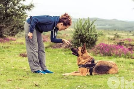 Dog Training Service