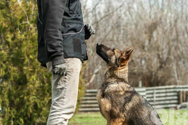 Dog Training Service 1