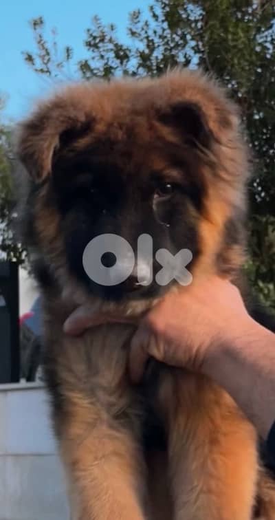 king size GERMAN SHEPHERD